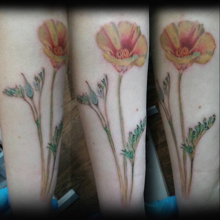 Tattoo vintage botanical print california poppies